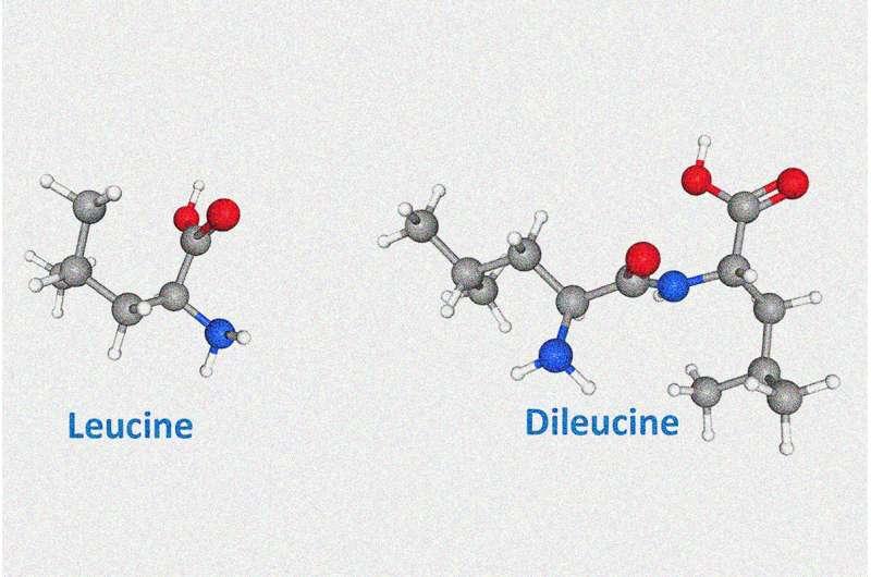 研究確定了刺激人體肌肉鍛煉的分子