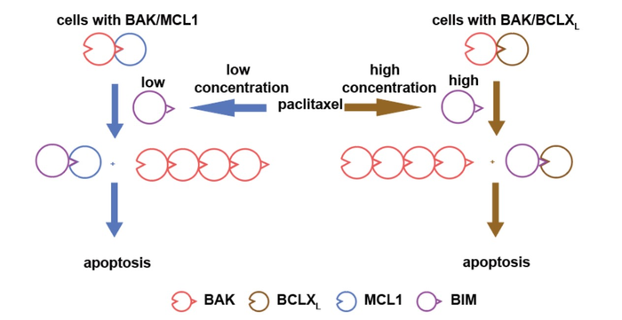 BAK/MCL1復(fù)合物可預(yù)測(cè)癌細(xì)胞對(duì)化療藥物的敏感性