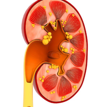 NKF 和 ASN 發(fā)布診斷腎臟疾病的新方法