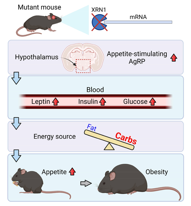 與小鼠食欲和肥胖相關(guān)的關(guān)鍵蛋白質(zhì)