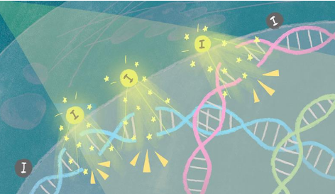 碘激活納米粒子引發(fā)癌細(xì)胞中的 DNA 損傷