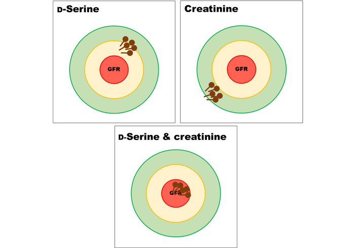 D-絲氨酸可用于快速準(zhǔn)確地測(cè)量腎功能