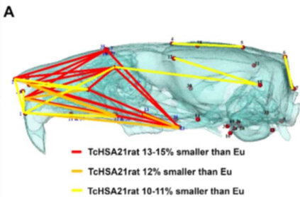 科學(xué)家們?cè)诖笫笾薪⒘诵碌奶剖暇C合癥遺傳模型