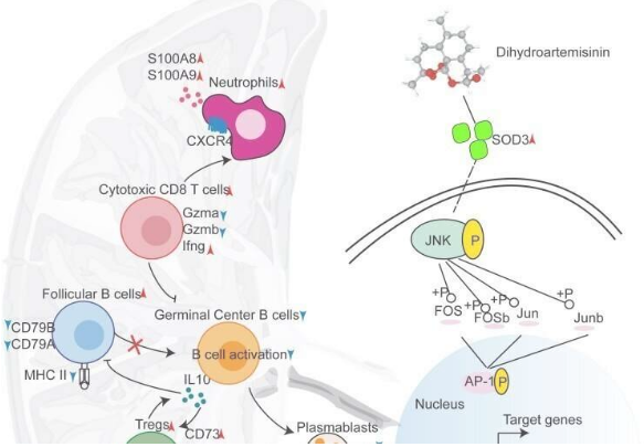 雙氫青蒿素通過SOD3-JNK-AP-1軸調(diào)節(jié)脾免疫細(xì)胞異質(zhì)性