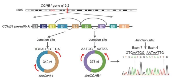 研究發(fā)現(xiàn)環(huán)狀RNA circCCNB1可抑制鼻咽癌的遷移和侵襲