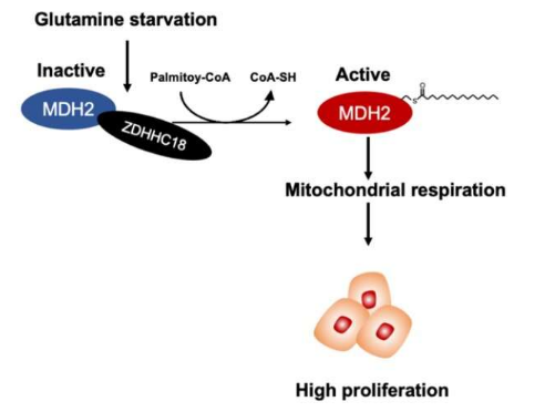 ZDHHC18 對(duì) MDH2 的棕櫚?；せ罹€粒體呼吸并加速卵巢癌的生長(zhǎng)
