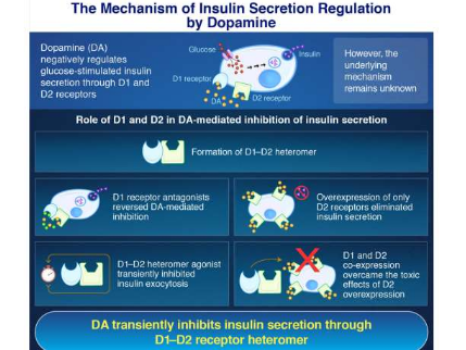 研究發(fā)現(xiàn)多巴胺通過(guò)受體復(fù)合物調(diào)節(jié)胰島素分泌
