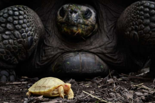 研究表明許多冷血動物不會衰老