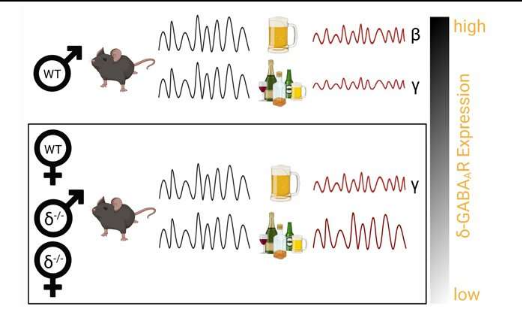 酒精對雄性和雌性小鼠大腦活動的影響不同