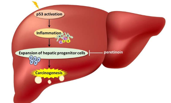 防止癌癥發(fā)展的蛋白質(zhì)p53如果不斷激活 可以促進(jìn)肝癌
