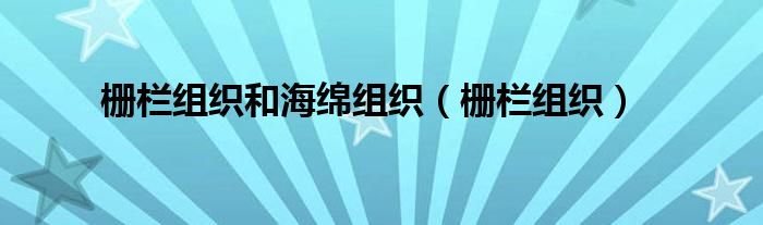 柵欄組織和海綿組織（柵欄組織）