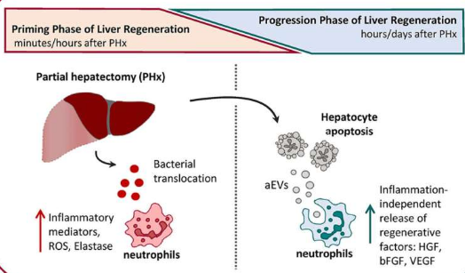 研究確定了免疫細胞在肝再生中的新作用