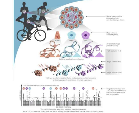 研究人員確定了驅(qū)動 2 型糖尿病風(fēng)險的多個因果基因