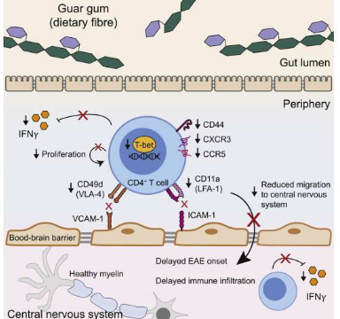 瓜爾豆膠纖維含量高的飲食可限制炎癥并延緩小鼠的多發(fā)性硬化癥狀