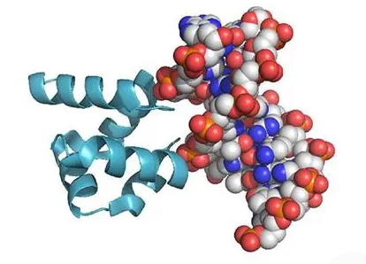 斯坦福大學(xué)的研究人員創(chuàng)造了控制蛋白質(zhì)生產(chǎn)的新技術(shù)