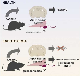 誘使大腦認(rèn)為它正在禁食可以更好地應(yīng)對炎癥
