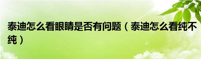 泰迪怎么看眼睛是否有問題（泰迪怎么看純不純）