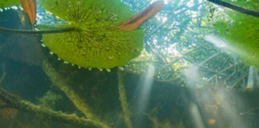 這些熱愛海洋的紅樹林是如何遠離海岸的