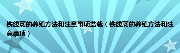 鐵線蕨的養(yǎng)殖方法和注意事項盆栽（鐵線蕨的養(yǎng)殖方法和注意事項）