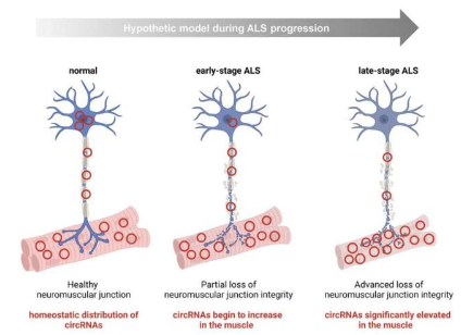 人類 ALS 骨骼肌的轉(zhuǎn)錄組學(xué)分析揭示了 circRNA 失調(diào)的疾病特異性模式