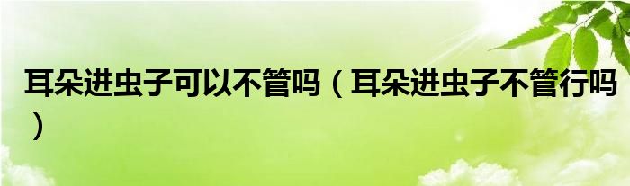 耳朵進(jìn)蟲子可以不管嗎（耳朵進(jìn)蟲子不管行嗎）