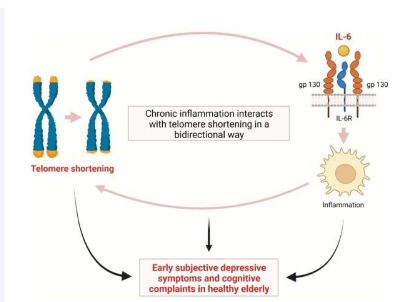 端粒縮短與老年人的抑郁和認(rèn)知障礙有關(guān)