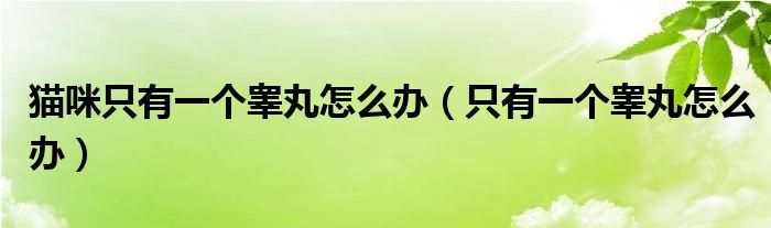 貓咪只有一個(gè)睪丸怎么辦（只有一個(gè)睪丸怎么辦）