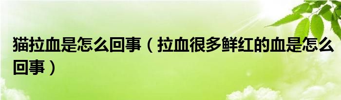 貓拉血是怎么回事（拉血很多鮮紅的血是怎么回事）