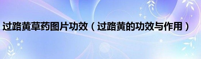 過路黃草藥圖片功效（過路黃的功效與作用）