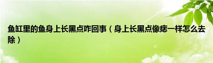 魚缸里的魚身上長黑點咋回事（身上長黑點像痣一樣怎么去除）