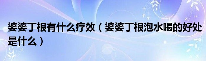 婆婆丁根有什么療效（婆婆丁根泡水喝的好處是什么）