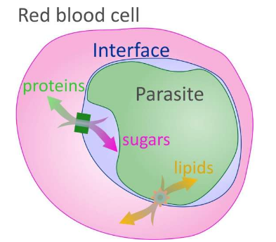 研究人員發(fā)現(xiàn)了連接瘧原蟲和血細胞的新通道