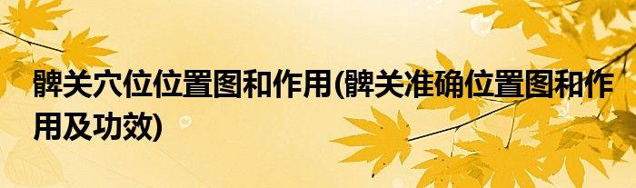 髀關(guān)穴位位置圖和作用(髀關(guān)準(zhǔn)確位置圖和作用及功效)