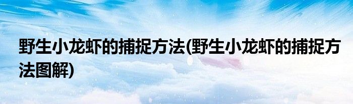 野生小龍蝦的捕捉方法(野生小龍蝦的捕捉方法圖解)