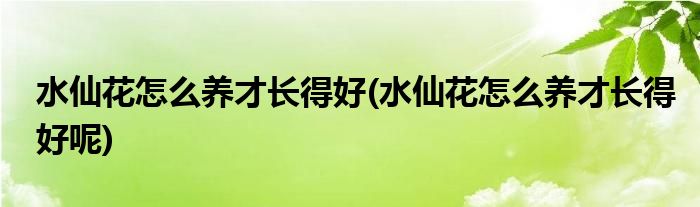 水仙花怎么養(yǎng)才長(zhǎng)得好(水仙花怎么養(yǎng)才長(zhǎng)得好呢)