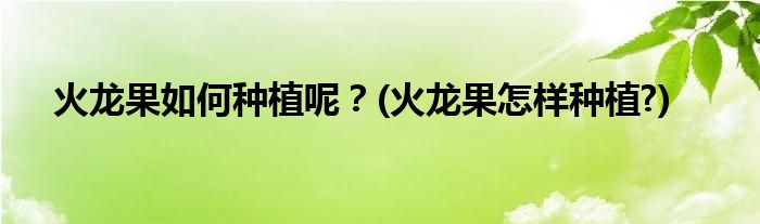 火龍果如何種植呢？(火龍果怎樣種植?)