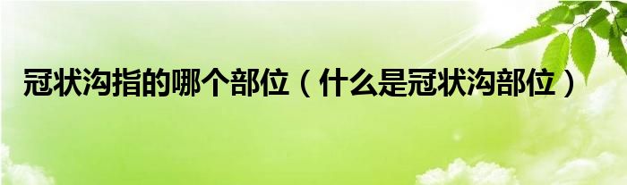 冠狀溝指的哪個部位（什么是冠狀溝部位）