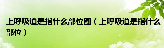 上呼吸道是指什么部位圖（上呼吸道是指什么部位）