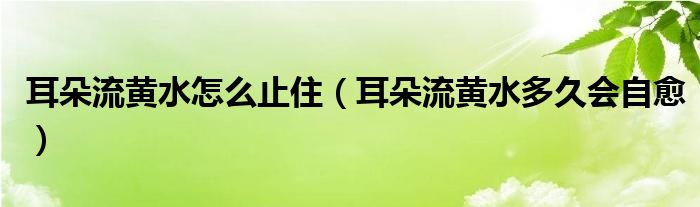 耳朵流黃水怎么止?。ǘ淞鼽S水多久會自愈）