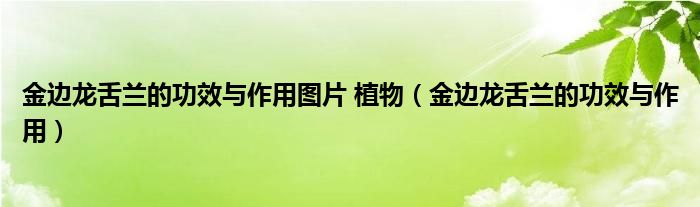 金邊龍舌蘭的功效與作用圖片 植物（金邊龍舌蘭的功效與作用）