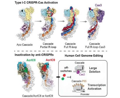 用 CRISPR-Cas3粉碎癌細(xì)胞的獨(dú)特遺傳特征