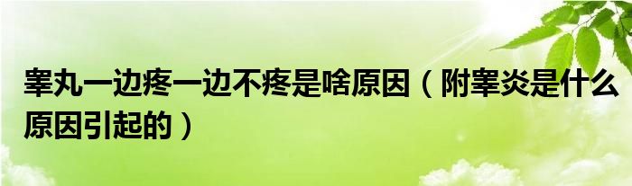 睪丸一邊疼一邊不疼是啥原因（附睪炎是什么原因引起的）