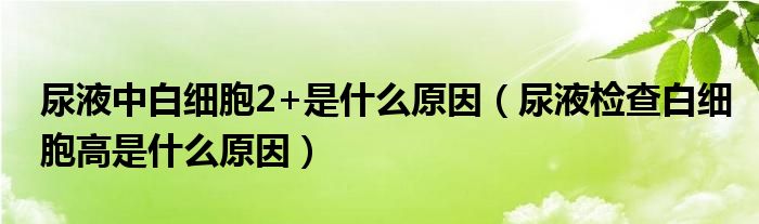 尿液中白細(xì)胞2+是什么原因（尿液檢查白細(xì)胞高是什么原因）