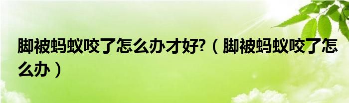 腳被螞蟻咬了怎么辦才好?（腳被螞蟻咬了怎么辦）