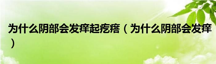 為什么陰部會(huì)發(fā)癢起疙瘩（為什么陰部會(huì)發(fā)癢）