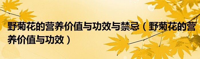 野菊花的營養(yǎng)價值與功效與禁忌（野菊花的營養(yǎng)價值與功效）