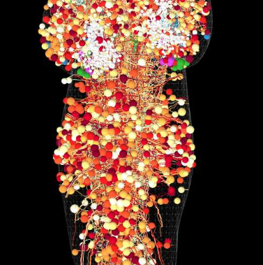 逐個(gè)神經(jīng)元繪制大腦圖譜