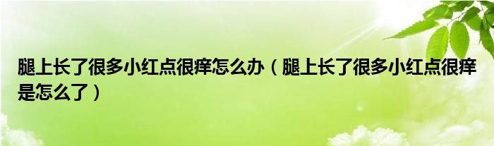 腿上長(zhǎng)了很多小紅點(diǎn)很癢怎么辦（腿上長(zhǎng)了很多小紅點(diǎn)很癢是怎么了）