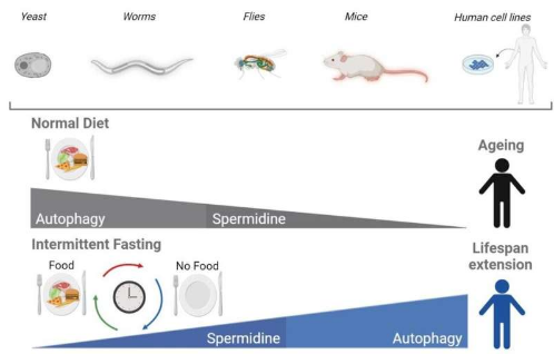 研究揭示間歇性禁食如何通過自噬調(diào)節(jié)衰老