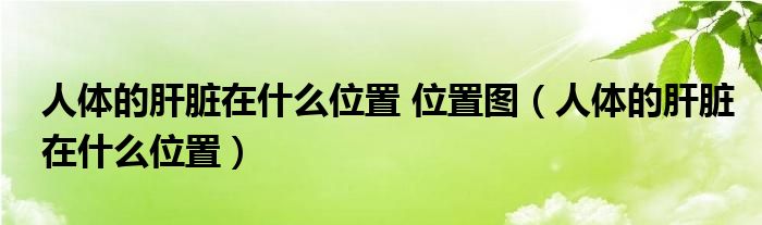 人體的肝臟在什么位置 位置圖（人體的肝臟在什么位置）